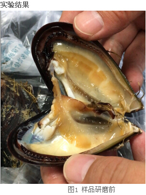 冷凍研磨儀研究告訴你-海虹體內(nèi)的營養(yǎng)價值及藥用價值有那些？