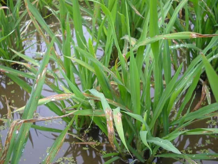 冷凍研磨設(shè)備能滿足水稻稻瘟病葉片的研磨需求嗎？